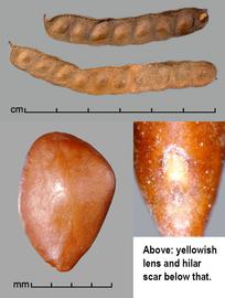   Fruits, seed:   Neltuma humilis,  seed (lower right) pleurogram visible; Photo by J. Scher, Federal Noxious Weed Disseminules of the US
